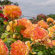 Leaf & Petal 1-piece Fiesta Veranda Rose
