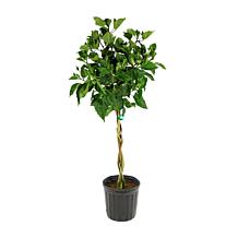 Leaf & Petal 1-Piece Peach Braided Hibiscus Tree