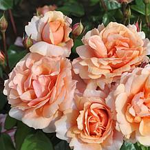 Leaf & Petal 1-piece Soul Sister Rose