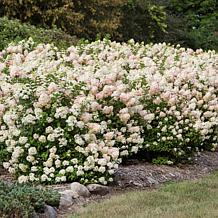 Leaf & Petal 1-Piece Strawberry Sundae Hydrangea