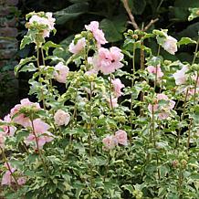 Leaf & Petal 1-Piece Sugar Tip Rose of Sharon Tree