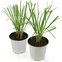 Leaf & Petal 2-Piece Lemon Grass