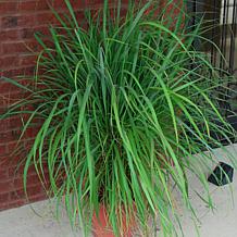 Leaf & Petal 2-Piece Lemon Grass