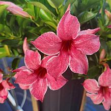 Leaf & Petal 2-piece Summer Trumpet Vine Duo