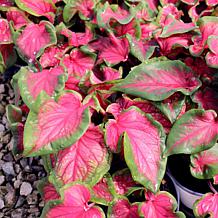 Leaf and Petal 2-Piece Sun Loving Caladium Duo