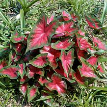 Leaf and Petal 2-Piece Sun Loving Caladium Duo