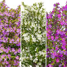 Leaf & Petal 3-Piece Enchantia™ Hawaiian Heather