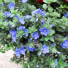 Leaf & Petal 3-piece Hawaiian Blue Eyes Plant