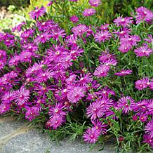 Leaf & Petal 3-Piece Ocean Sunset™ Violet Pink Ice Plant