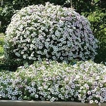 Leaf & Petal 3-Piece Tidal Wave® Silver Petunias