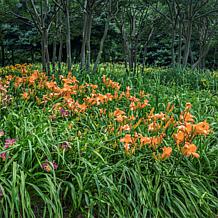 Leaf & Petal 4-Piece Tropical Glow Daylilies