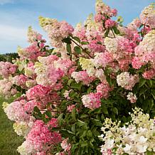 Leaf & Petal Berry White® Hydrangea