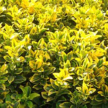 Leaf & Petal Golden Euonymus