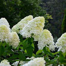 Leaf & Petal Little Hottie® Hydrangea