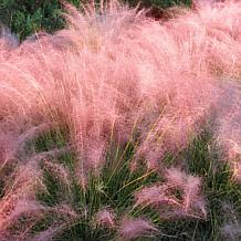 Leaf & Petal Pink Feather Grass