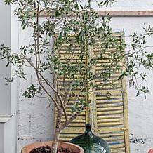 Leaf & Petal Wilson Indoor Olive Plant
