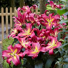 Lilies Mammoth Tall Lilies Empoli Set of 7 Bulbs