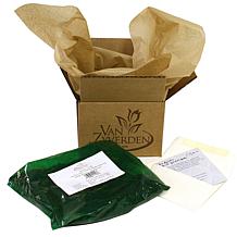 Lilies Regale Set of 5 Bulbs