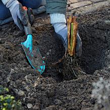 Louisiana Iris Black Gamecock Set of 3 Roots