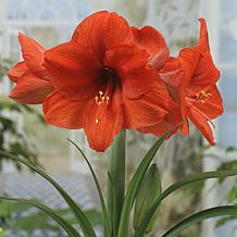 Mega Amaryllis Bulb Orange Souvereign Set of 1 Bulb