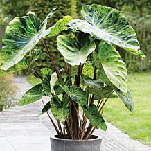 Mojito Elephant Ears - 1 Bulb