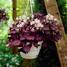 Oxalis Triangularis - 12 Bulbs