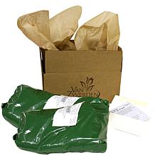 Peonies Sarah Bernhardt Set of 6 Roots