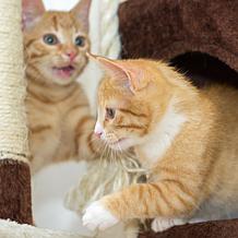 Pet Adobe 43.5" Cat Tree– Kitty Condo, Pet Bed, and Play Area, Brown