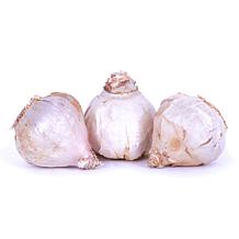 Porcelain Garlic Bulbs