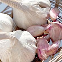 Porcelain Garlic Bulbs