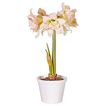 Premium Fast Track Amaryllis Bulb Set