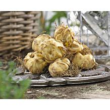 Rose Lilies Magic Star Set of 7 Bulbs