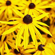 Rudbeckia Goldstrum - 5 Roots