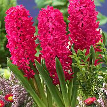 Set of 3 Bulbs