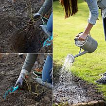 Trumpet Vine Orange Root Stock