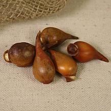 Tulips Little Beauty Set of 12 Bulbs