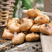 Van Zyverden 12 Bulbs Gladiolus Large Flowering Koi