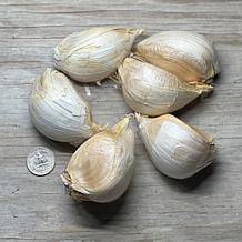 Van Zyverden 3 Cloves of Elephant Garlic