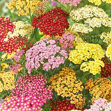 Van Zyverden Achillea Yarrow - Mixed Set of 5 Roots