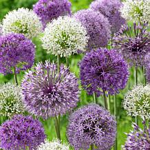 Allium Schubertii Set of 3 Bulbs - 9214583 | HSN