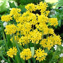 Van Zyverden Allium Blend, Set of 100 Bulbs