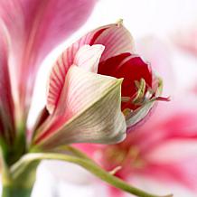 Van Zyverden Amaryllis Gervase Kit With Artisan Decorative Planter