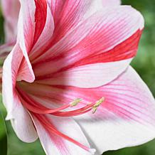 Van Zyverden Amaryllis Gervase, Set of 1 Bulb