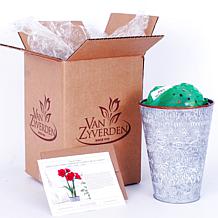Van Zyverden Amaryllis Kit Cherry Nymph With Southwest Metal Cachepot