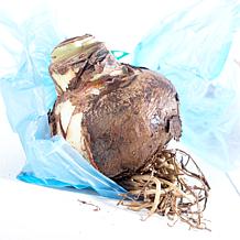 Van Zyverden Amaryllis Minerva Kit with Small Fluted Iron Bulb Planter