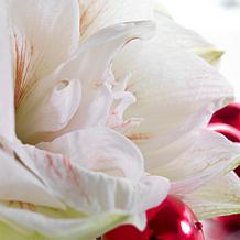 Van Zyverden Amaryllis Nymph, Set of 1 Bulb