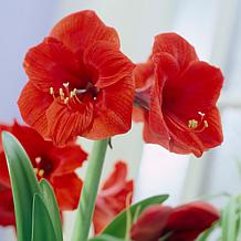 Van Zyverden Amaryllis Red Lion 1 Bulb