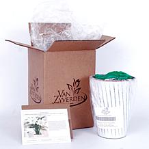 Van Zyverden Amaryllis White Nymph Kit With White Chalk Metal Cachepot