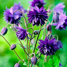 Van Zyverden Aquilegia Columbine Blue Barlow Set of 5 Roots