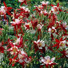Van Zyverden Aquilegia Columbine Crimson Star Set of 5 Roots